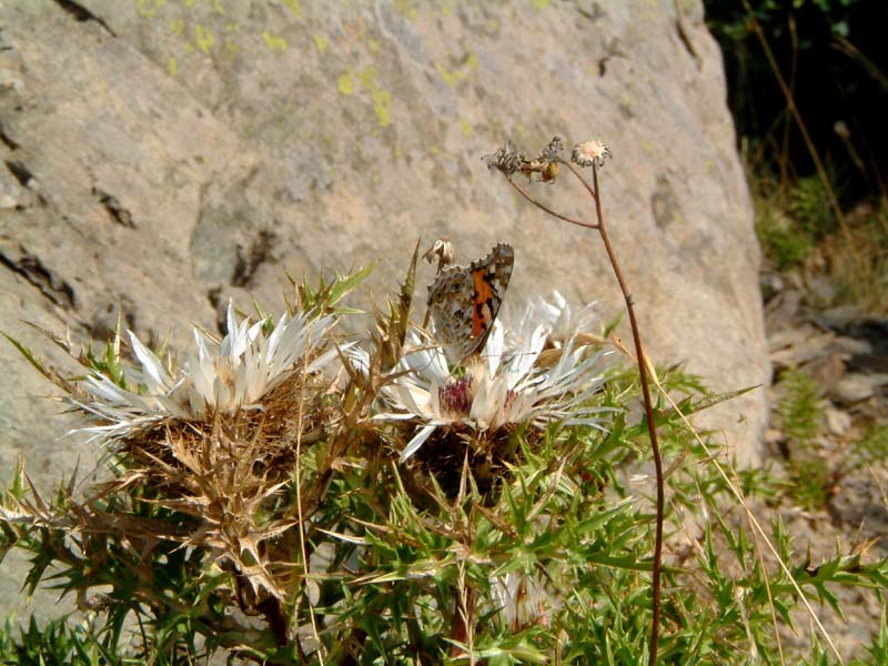 Vanessa cardui